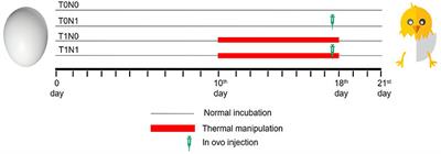 Embryonic Thermal Manipulation and in ovo Gamma-Aminobutyric Acid Supplementation Regulating the Chick Weight and Stress-Related Genes at Hatch